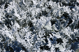 Dusty Miller